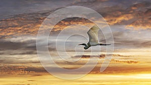 Egret flying through a colorful sunset sky