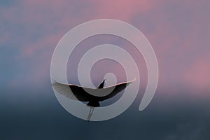 Egret flying over the dusky sky, showing birds full wings span,