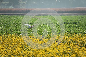 Egret flying over a mustard flower field.