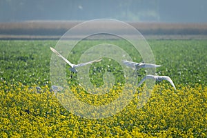 Egret flying over a mustard flower field.