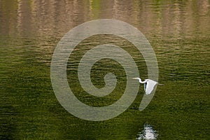 Egret flying over river