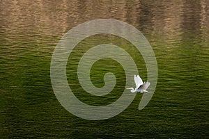 Egret flying over river