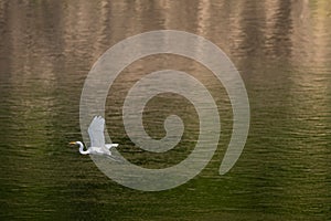 Egret flying over river