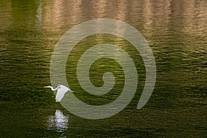 Egret flying over river