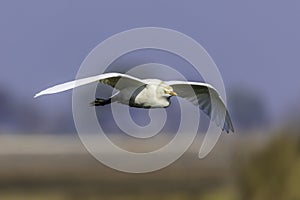 an egret flying past low to the ground