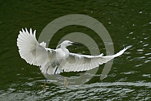 The egret flying on the river, in dark green background