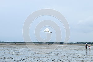 Egret flying in the sea at Don Hoi lot in Samut songkham.