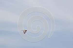 Egret flying in the sky