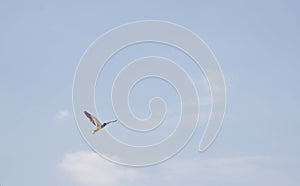 Egret flying in the sky