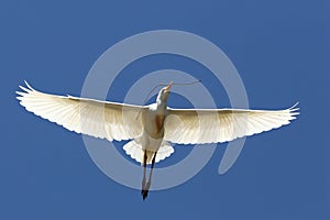 Egret Flying with Twig in Beak