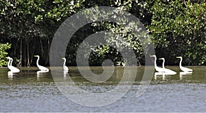 Egret Gathering at Isla De Salamanca, Colombia photo