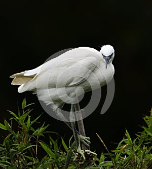 The Egret is gazing