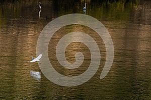Egret gliding over river