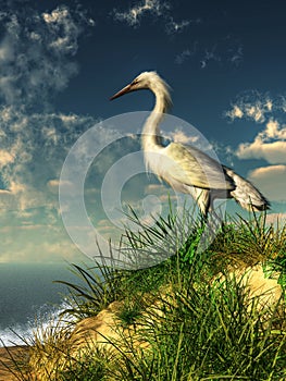 Egret on a Grassy Dune