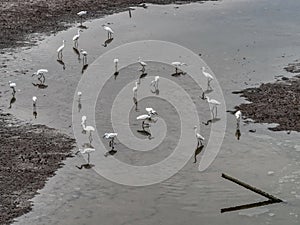The egret group stand and wait for fish, crab, shrimp and seafood flow by ebb tide