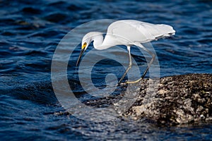 Egret Heron Great White Seabird