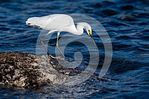 Egret Heron Great White Seabird