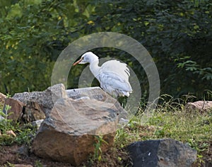 A Egret/Heron is seen busy in search of food