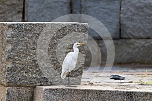 A Egret/Heron is seen standing on stone