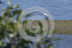 Egret hunting for food in wetlands