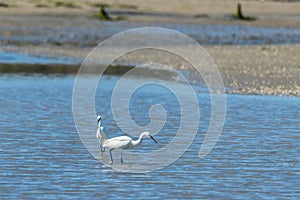 egret hunting at low tide