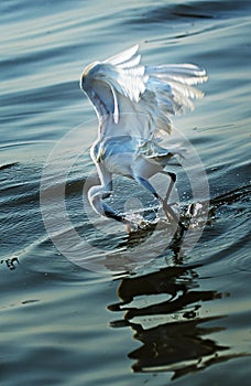 Egret is hunting