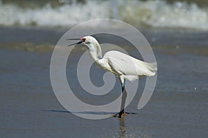 Egret with its beak open.