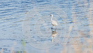 An egret and its reflection, on a pond in Occitania, in the south of France