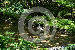 Egret at Kibune River of fresh verdure, Kyoto, Japan