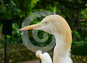 Egret, Kuala Lumpur Bird Park