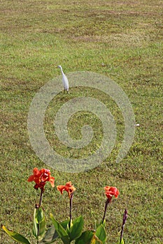 Egret, Churches and Convents of Goa, Old Goa, India