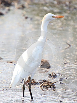 Egret looking for insects in field grass water
