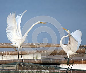 Egret love