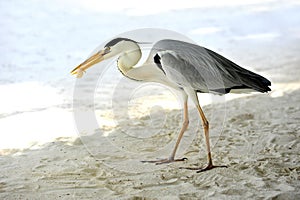 Egret in Maldives