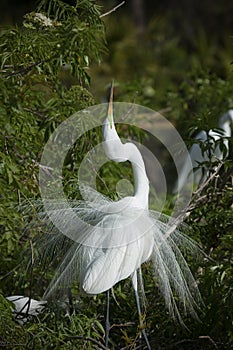 Egret in mating ritual display, with breeding plumage.