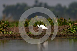 Egret and naturescape photo