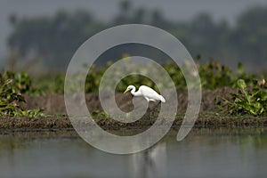 Egret naturescape photo