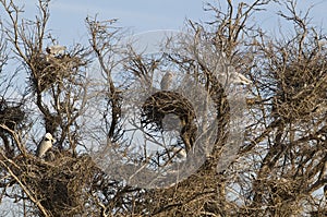 Egret nests in tree photo