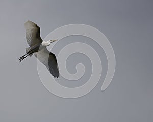 Egret Overcast