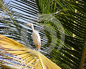 Egret on a palm leaf