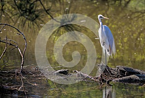 Egret Perched on One Leg in Chincoteague National Wildlife Refuge