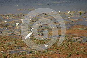 Egret in Pond