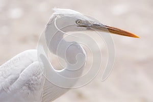 An egret portrait