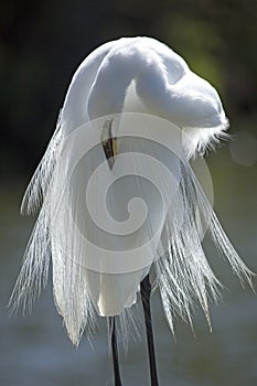 Egret preening its breeding plumage in central Florida.