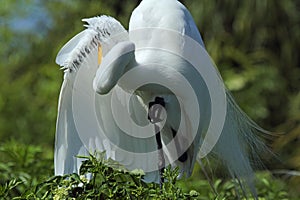 Egret preening its wing feathers in a swamp in Florida.
