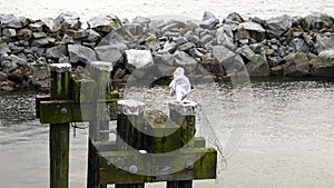 Egret Preening on Wooden Pilings at Seaside