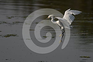 Egret Preparing to Land