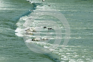 An egret is preparing to land on a stone in the water. photo