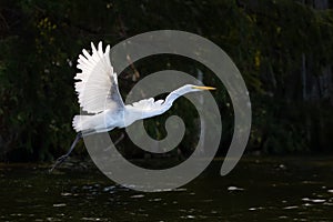 Egret on Reelfoot lake in Tennessee during the summer