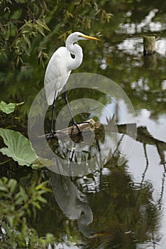 Egret with reflection